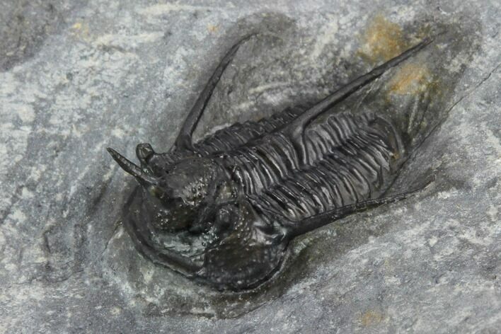 Devil Horned Cyphaspis Walteri Trilobite #125179